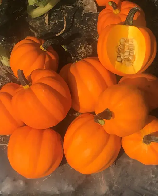 Sq813 Goldilocks Acorn Squash 1