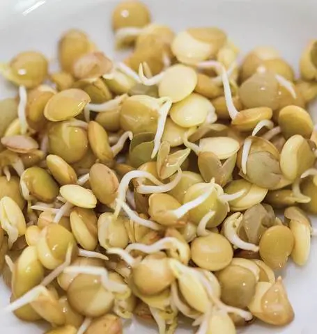 Ss113 Lentils Green Sprouts 1