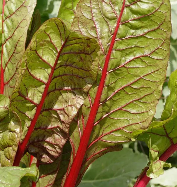 Sw752 Rhubarb Swiss Chard 1