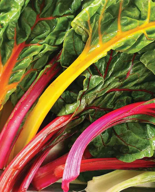 Sw753 Celebration Swiss Chard 1