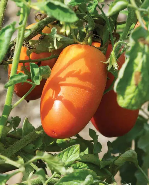 Tm831 San Marzano Lampadina Ll Roma Tomatoes 1