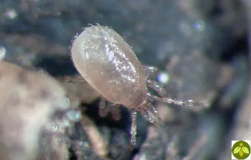 Beneficial Stratioforce (Entomite-M) 1