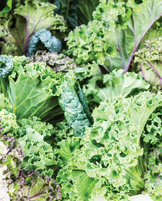 Kl419 Summer Blend Kale 1