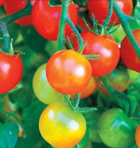 Tm791 Tomato Tumbler Cherry 1