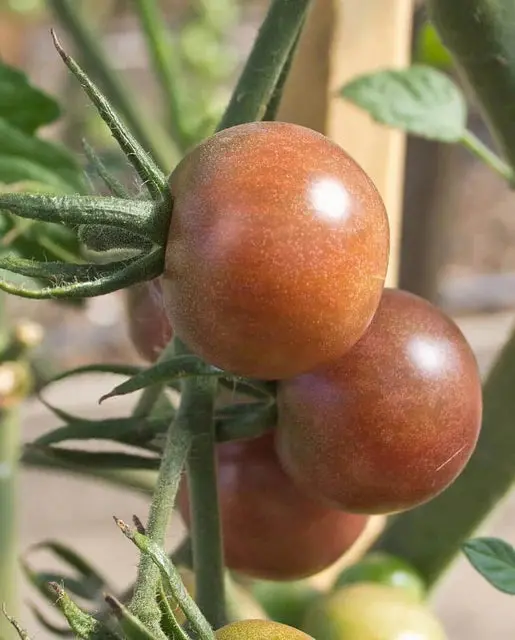 Tm821 Black Cherry Tomatoes 1