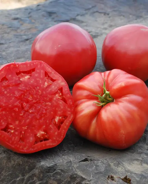 Tm852 Mortgage Lifter Tomatoes 1