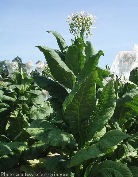 Virginia Seeds Virginia Gold 1