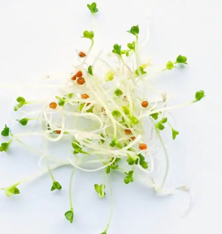 Ss109 Yellow Mustard Sprouts 1