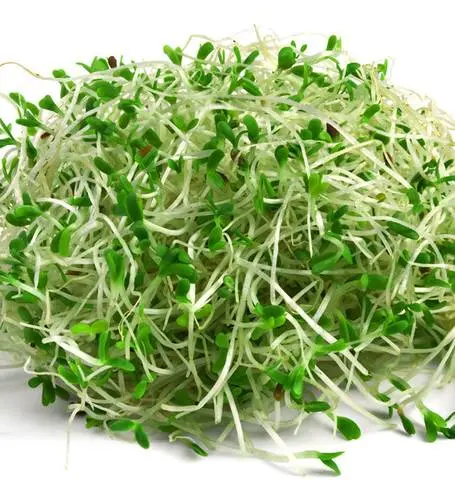 Ss101 Alfalfa Sprouts 1