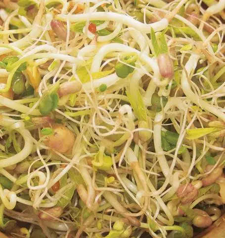 Ss253 Bean Salad Sprouts 1