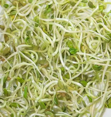 Ss106 Fenugreek Sprouts 1
