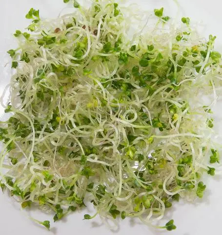 Ss108 Brown Mustard Sprouts 1