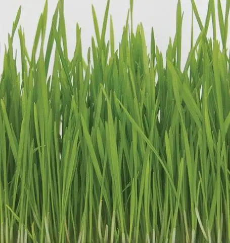 Ss112 Wheat Grass Sprouts 1