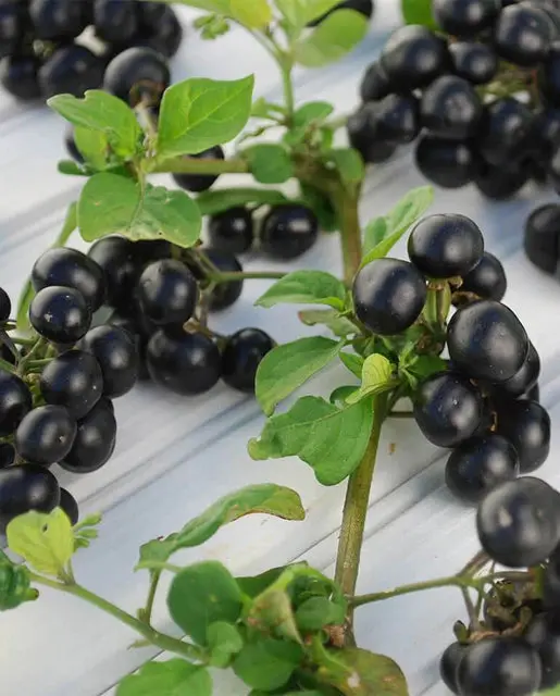 Fr870 Garden Huckleberry Solanum 1