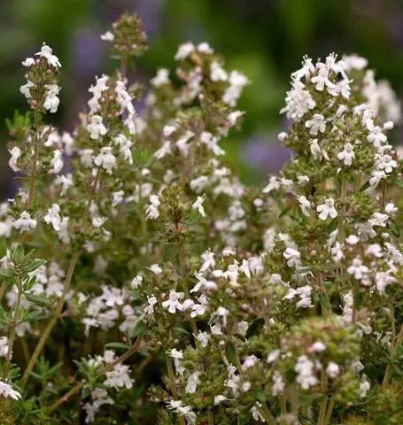 Hr1145 Thyme English 1