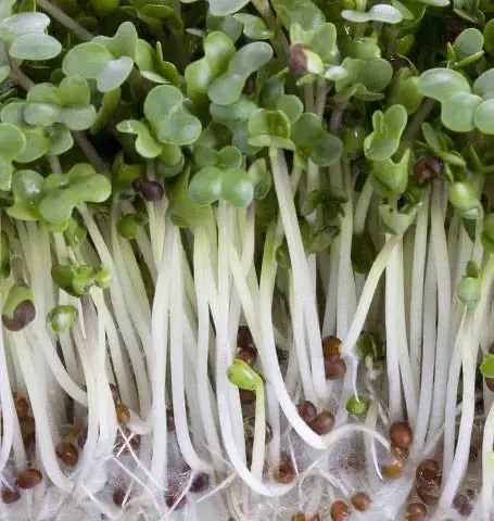 Ss104 Broccoli Sprouts 1