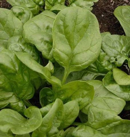 Sp703 Spinach Olympia 1