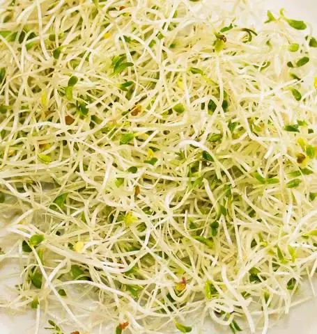Ss252 Sandwich Booster Sprouting 1