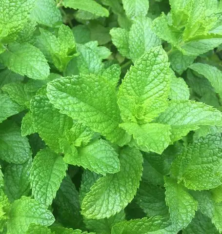 Hr1185 Spearmint 1