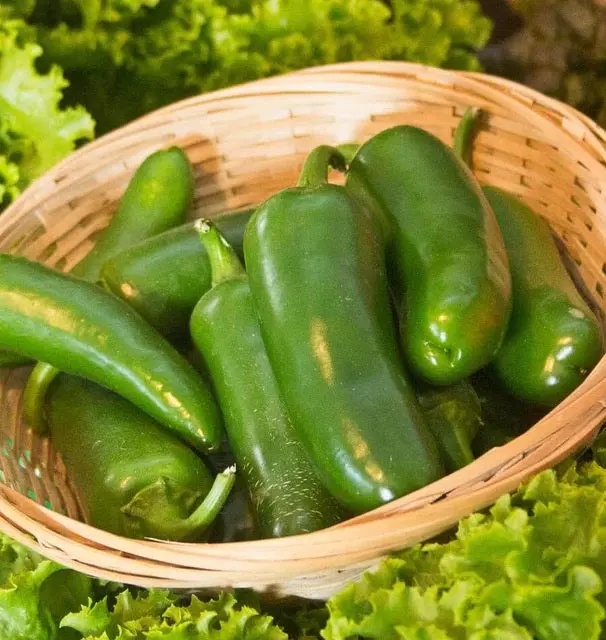 Pp647 Jalapeno M 1