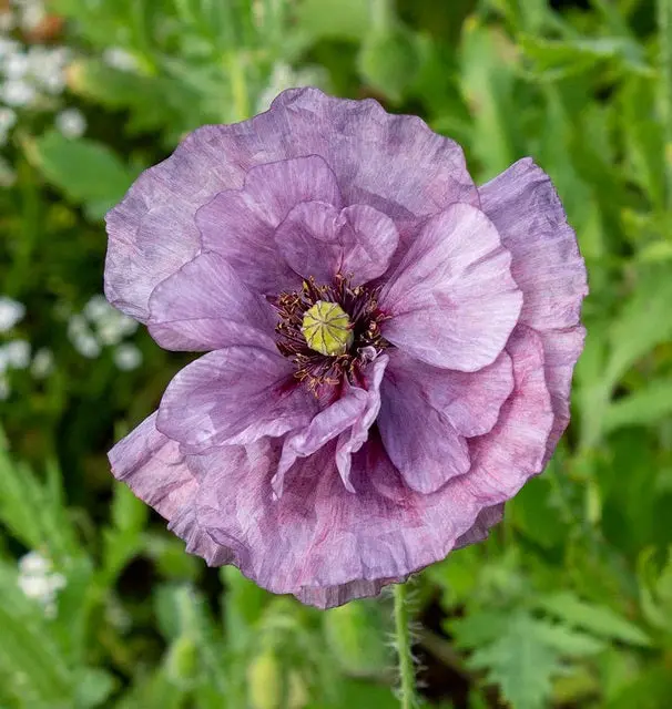 Fl1222a Amazing Grey Poppies 1