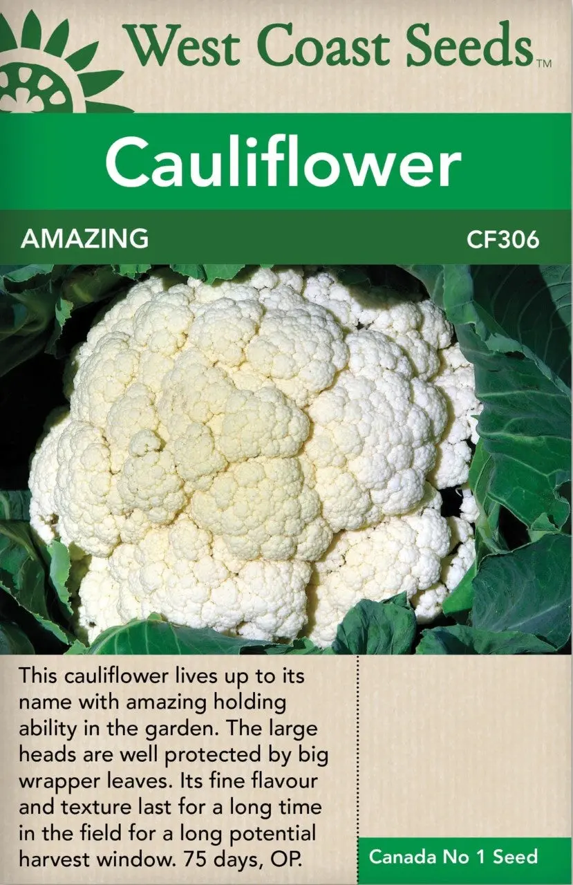 Cf306 Cauliflower Amazing 1